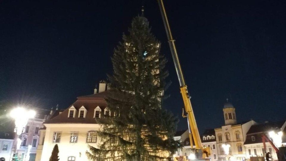 Bradul de Crăciun va ajunge în această seară în Piața Sfatului