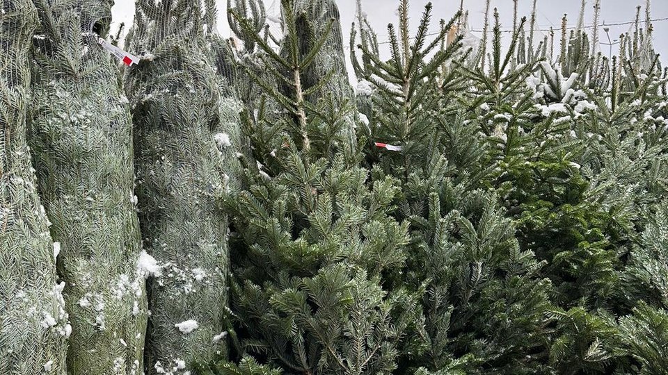 Brazii de Crăciun pot fi cumpărați din piețele municipiului Brașov de săptămâna viitoare