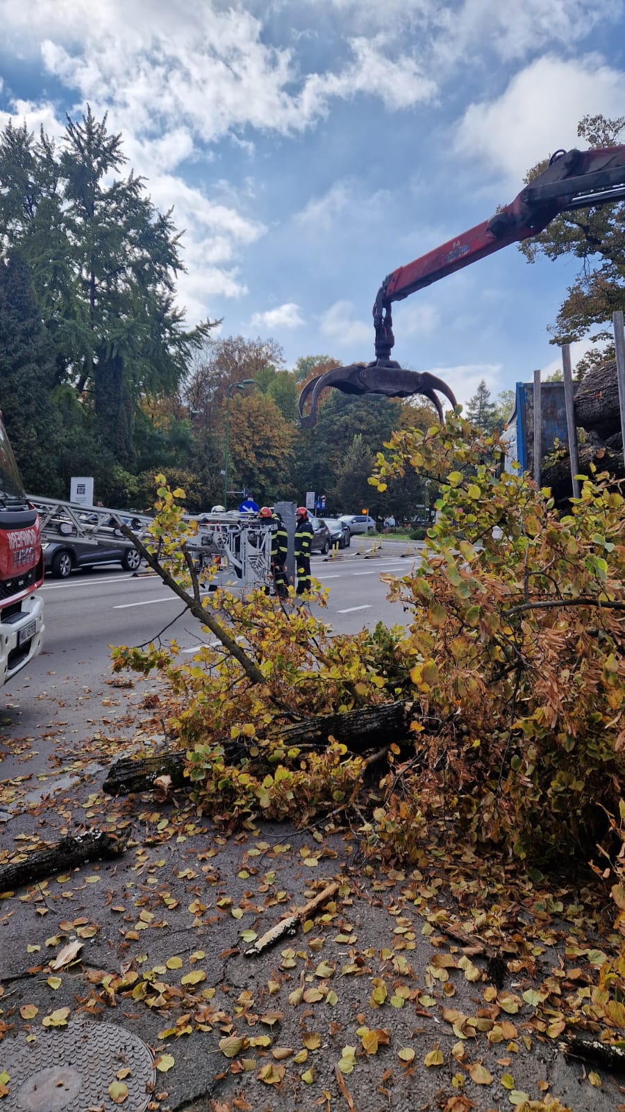 Muncitor rănit în timpul lucrărilor de toaletare a arborilor /
