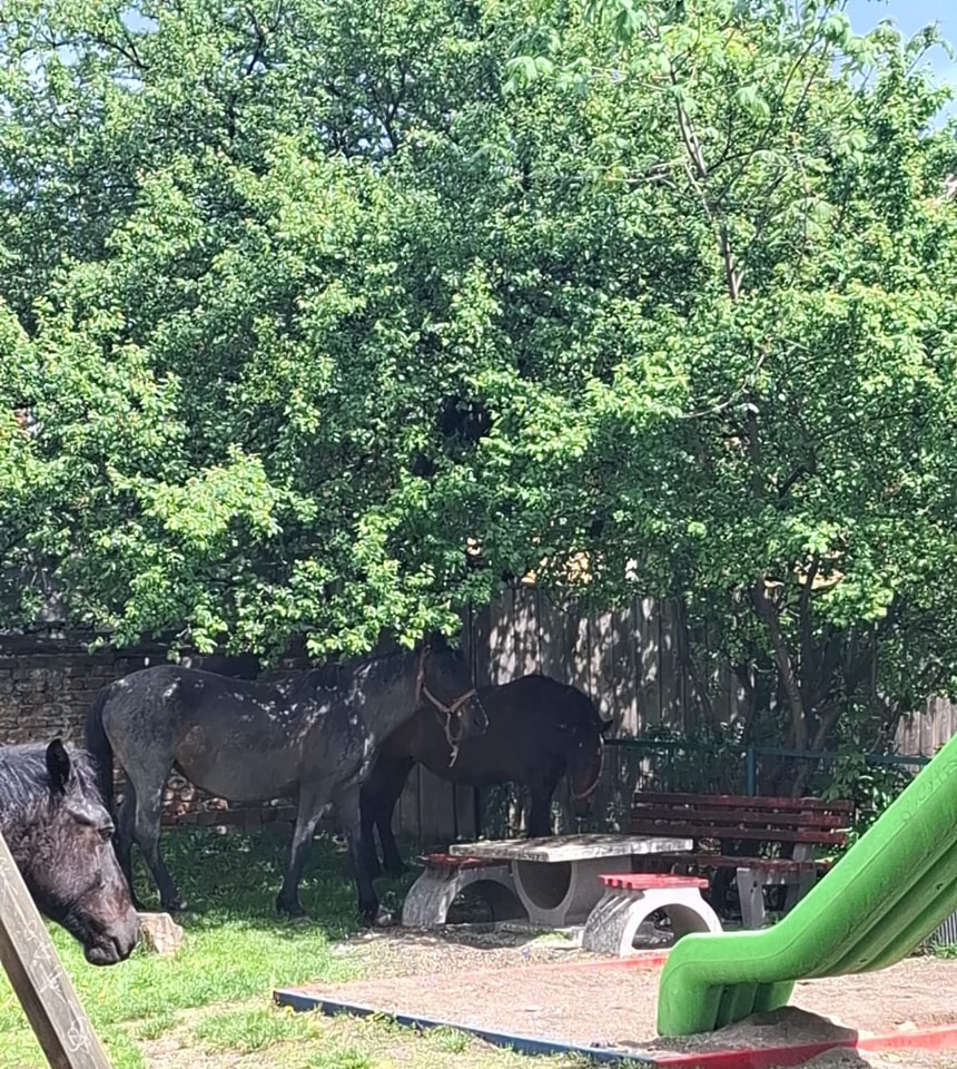 Cai liberi în centrul Braşovului