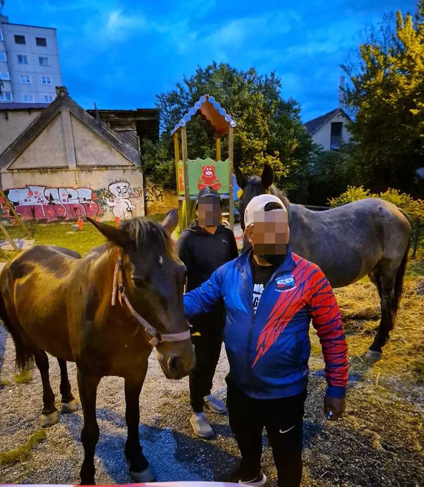 Cai liberi în centrul Braşovului
