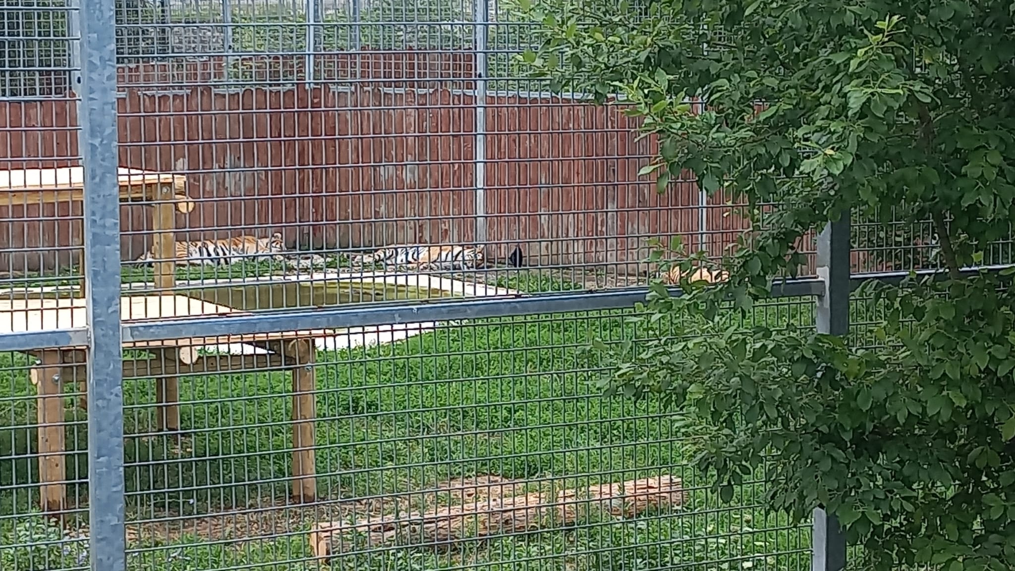 Ziua Internațională a Tigrului, marcată la Zoo Brașov /