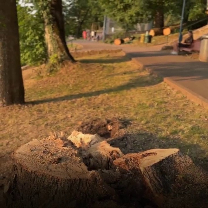 Tăieri de arbori sub Tâmpa /