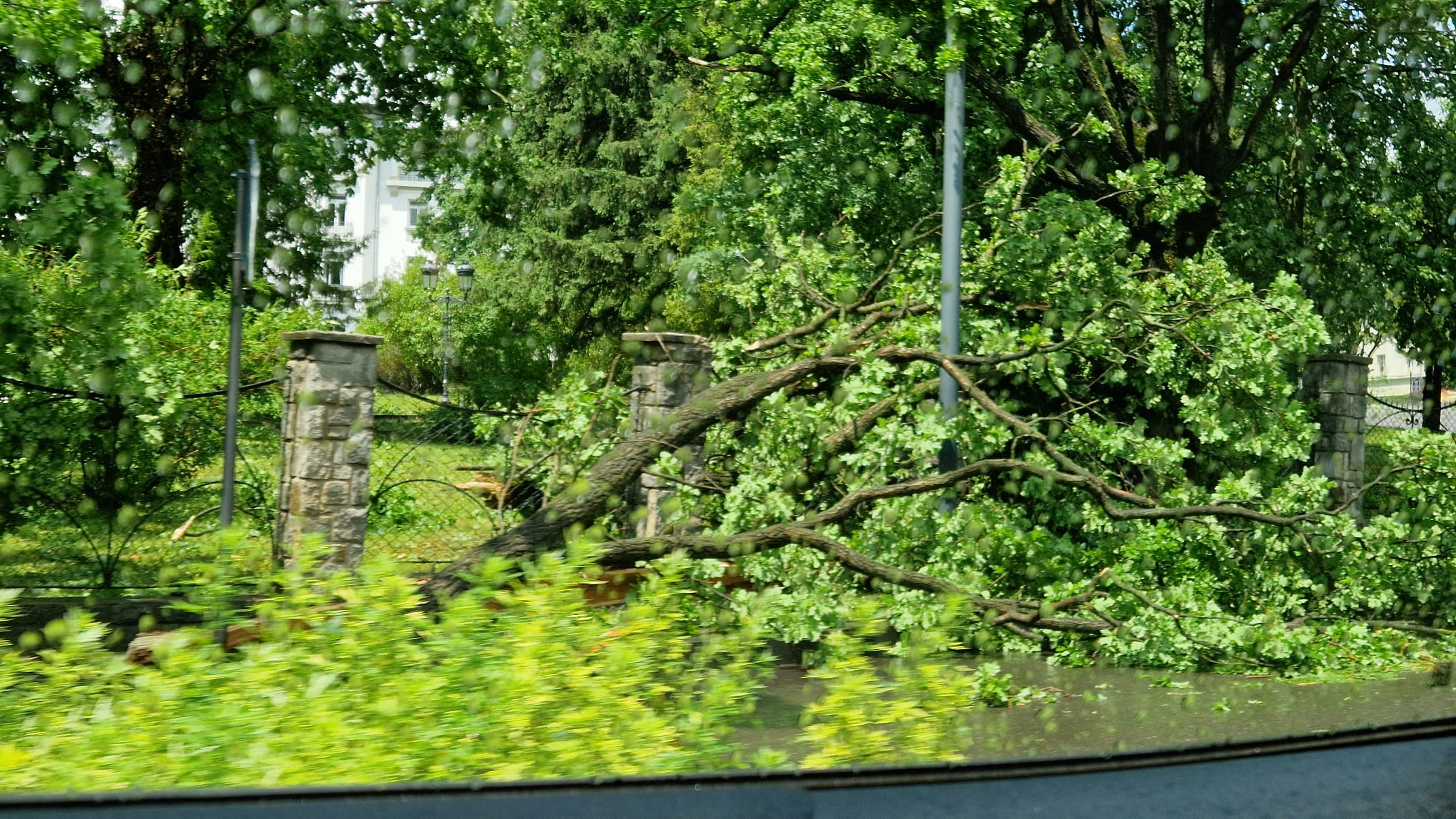 Arbori căzuți Sinaia /