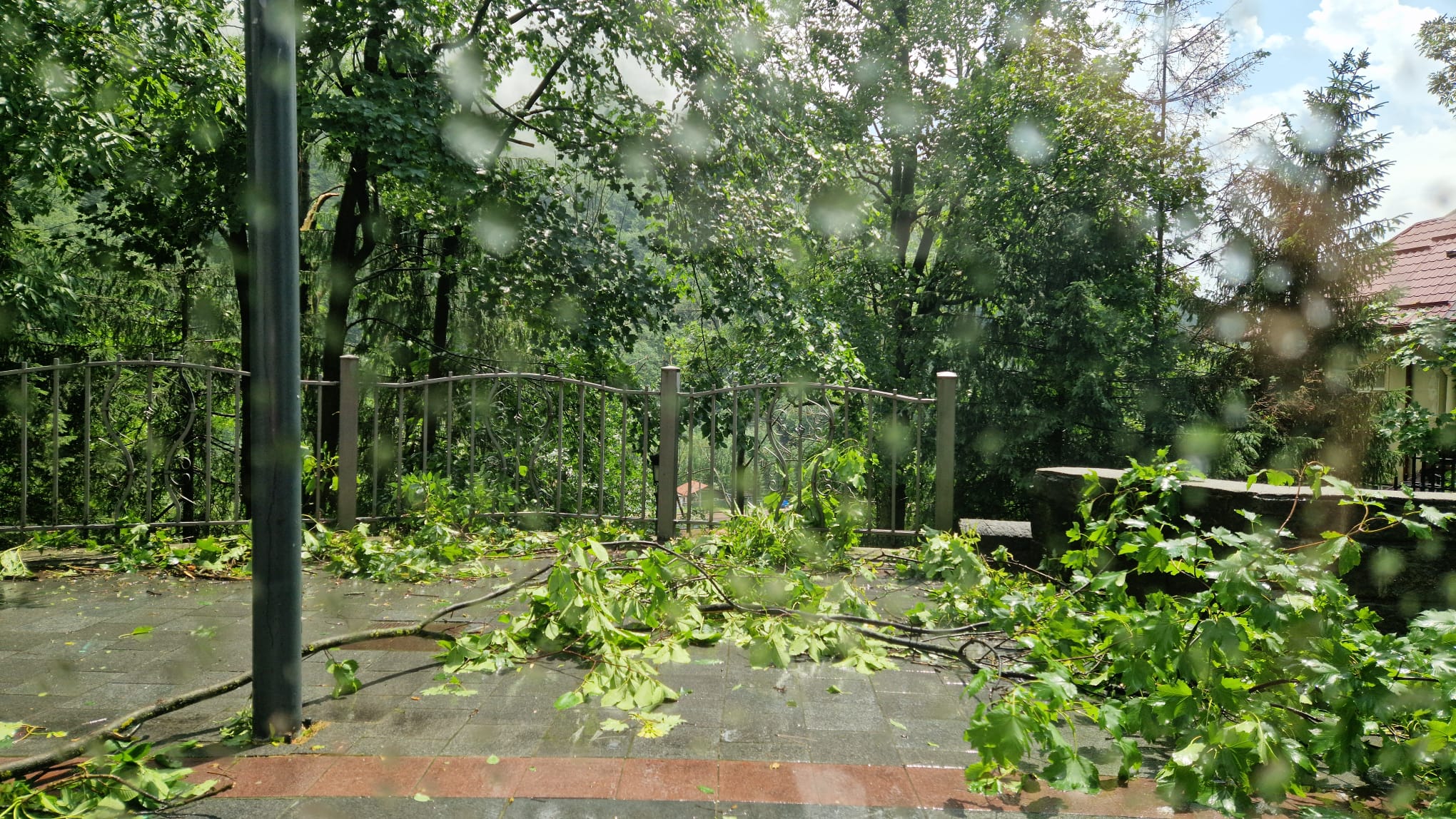 Arbori căzuți Sinaia /
