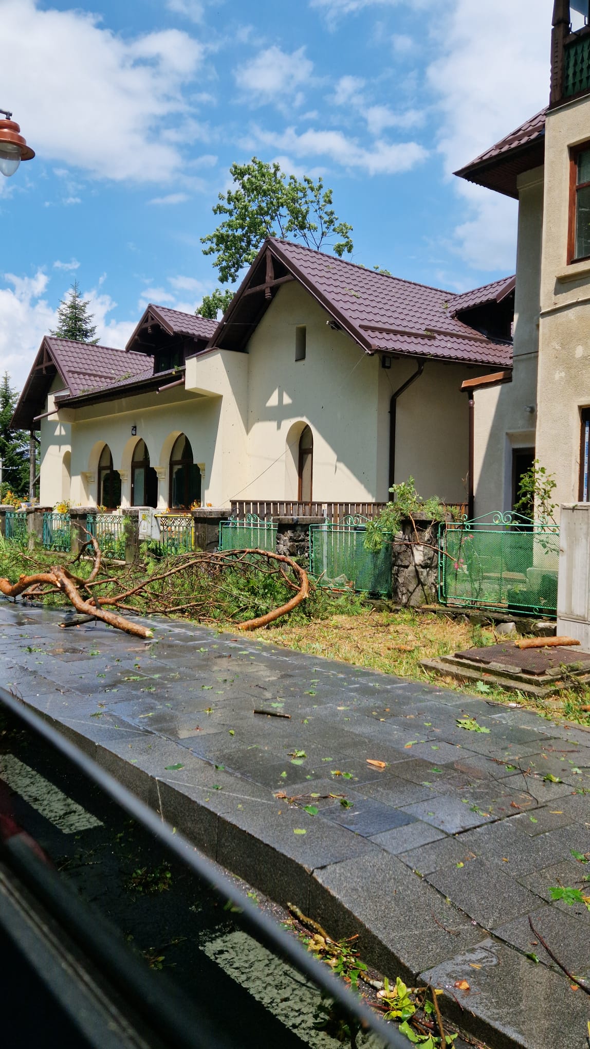 Arbori căzuți Sinaia /