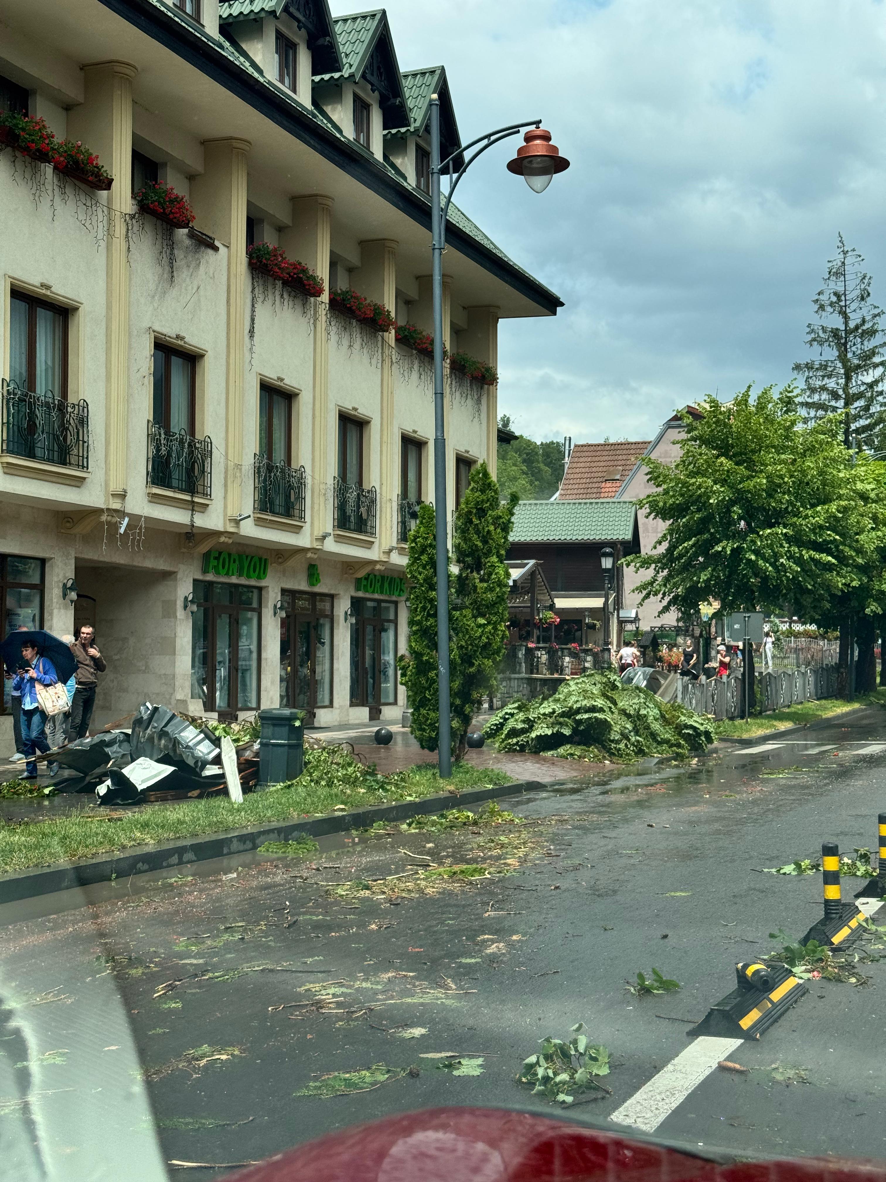 Arbori căzuți Sinaia /