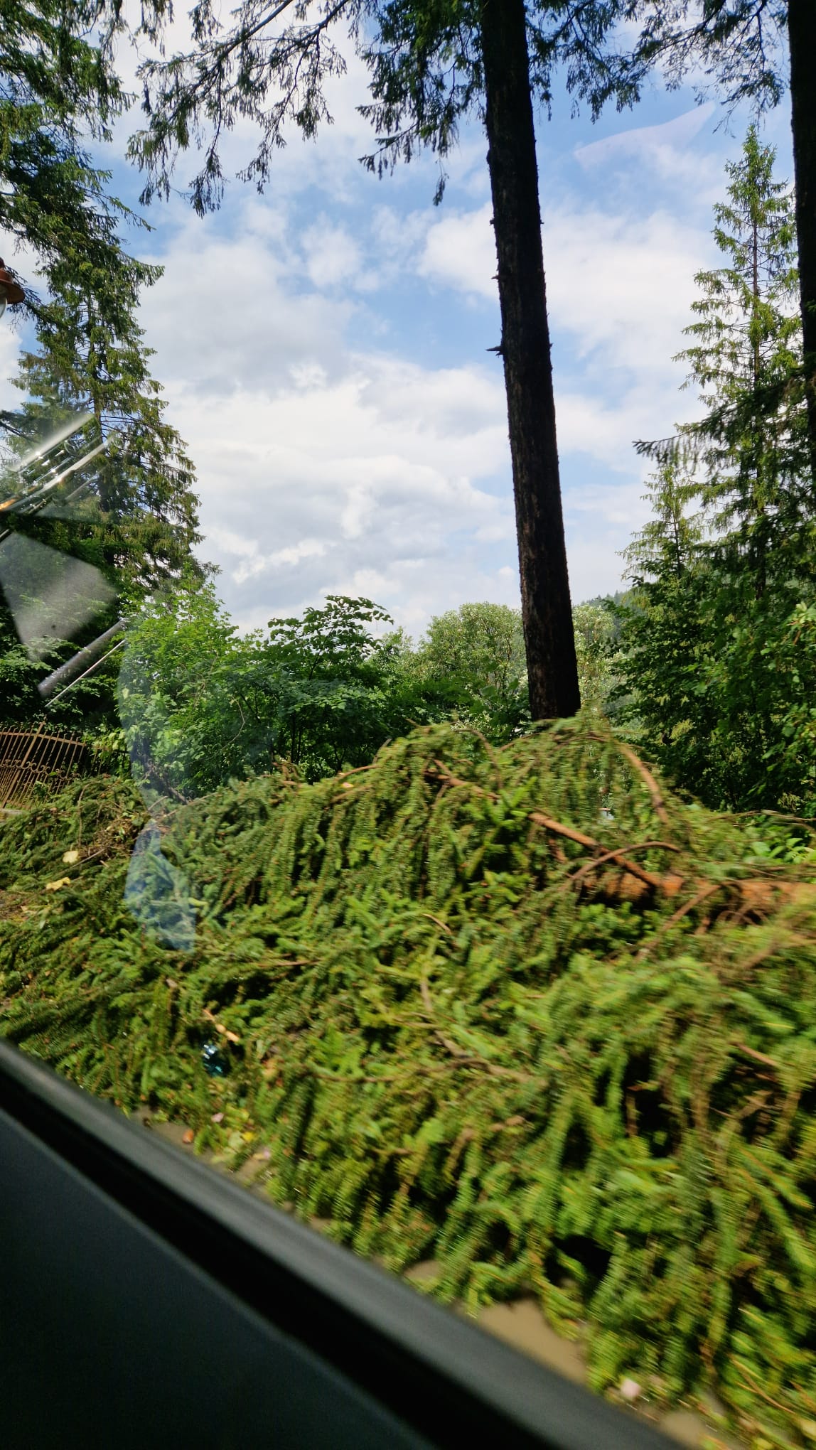 Arbori căzuți Sinaia /