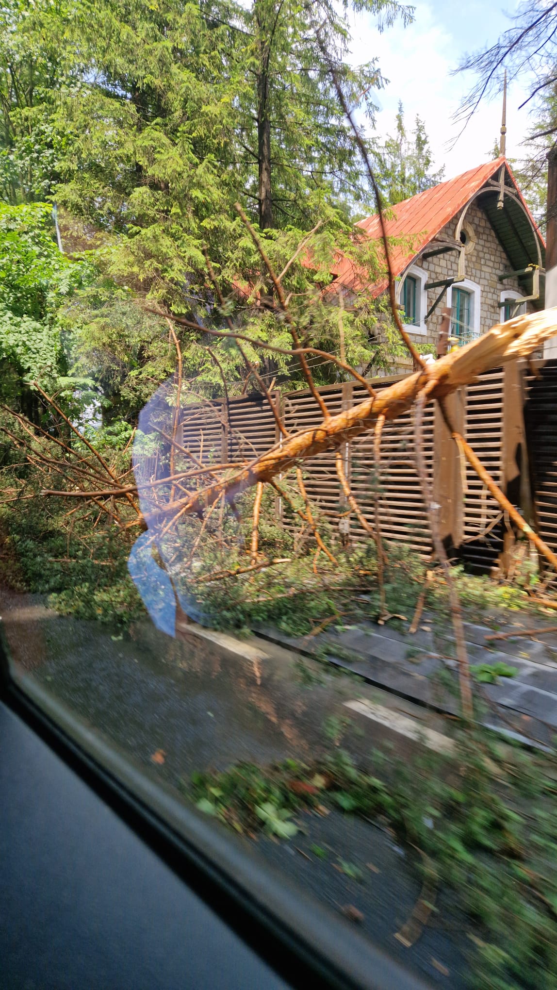 Arbori căzuți Sinaia /