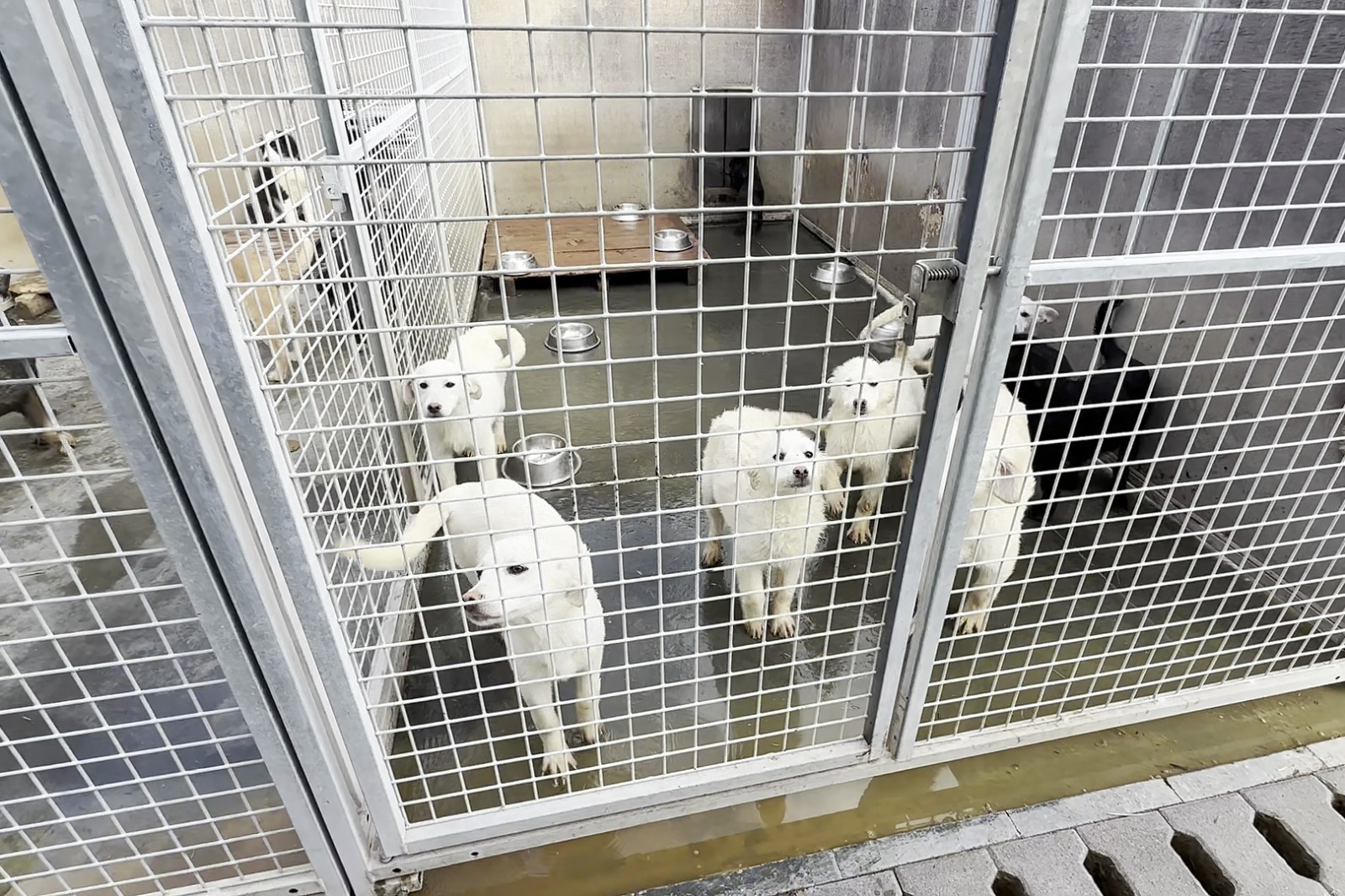 Continuă campania de vaccinare și sterilizare gratuită a câinilor cu stăpân /