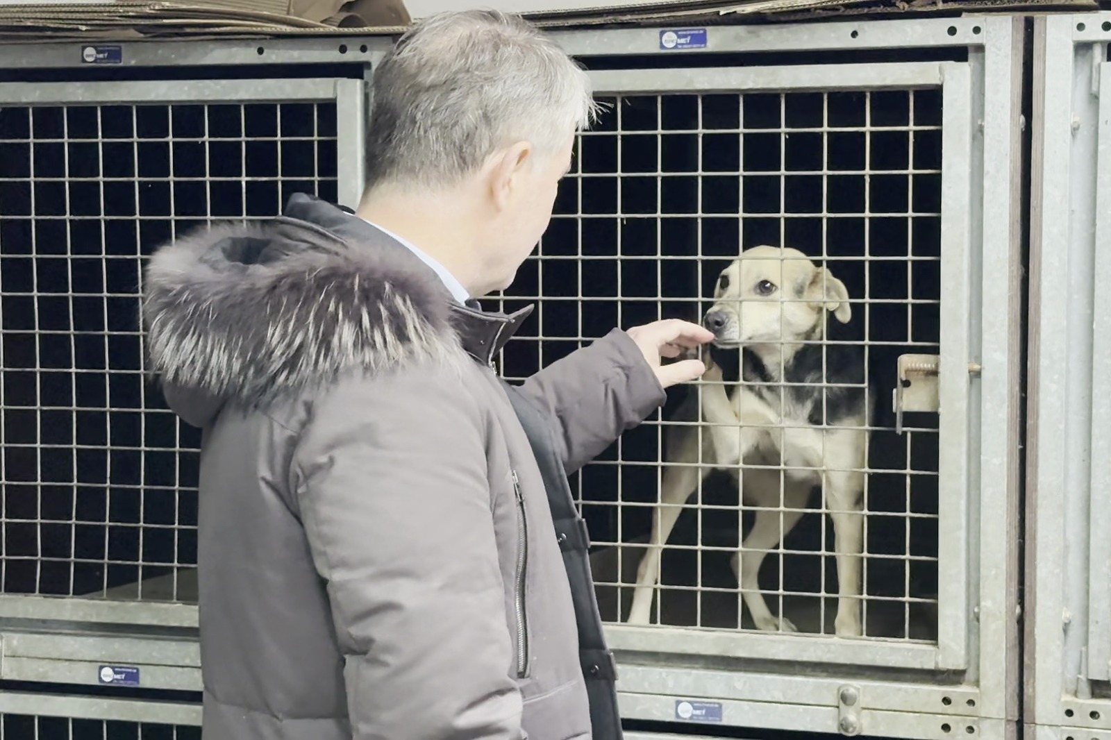 Continuă campania de vaccinare și sterilizare gratuită a câinilor cu stăpân /