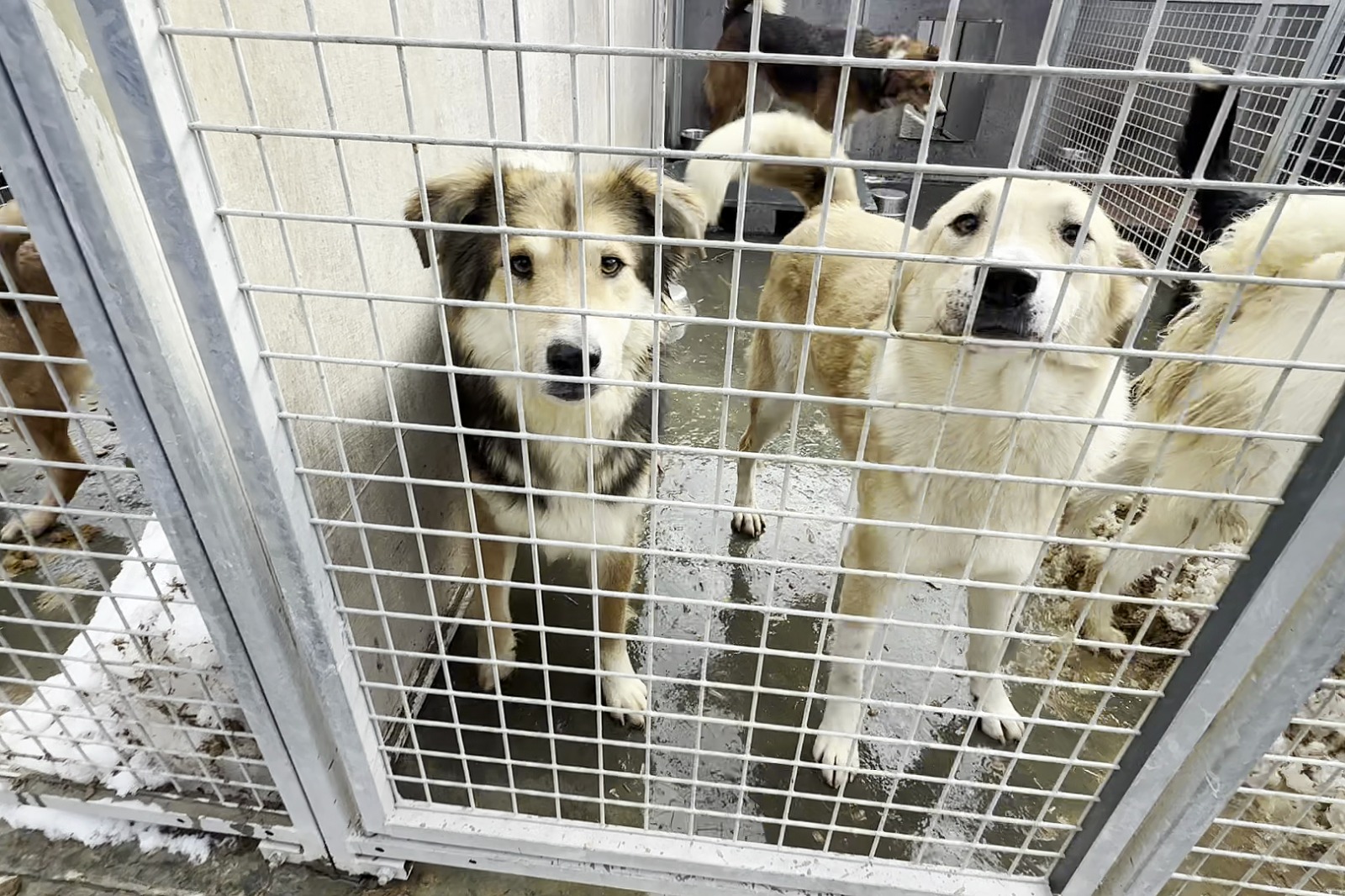 Continuă campania de vaccinare și sterilizare gratuită a câinilor cu stăpân /