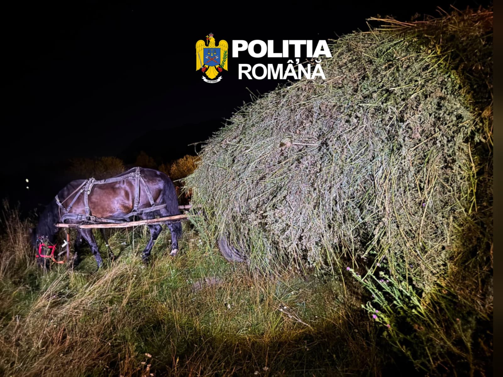 FOTO: IPJ Brașov